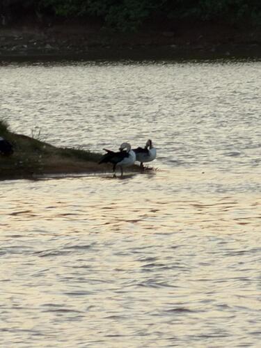iNaturalist image