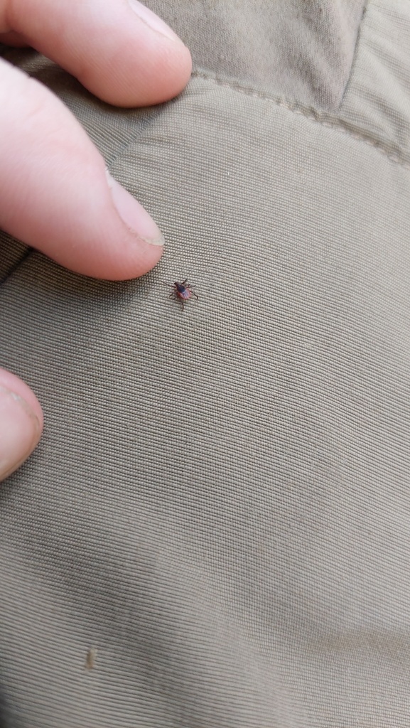 Deer tick (Ixodes scapularis)