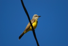 Tyrannus melancholicus image