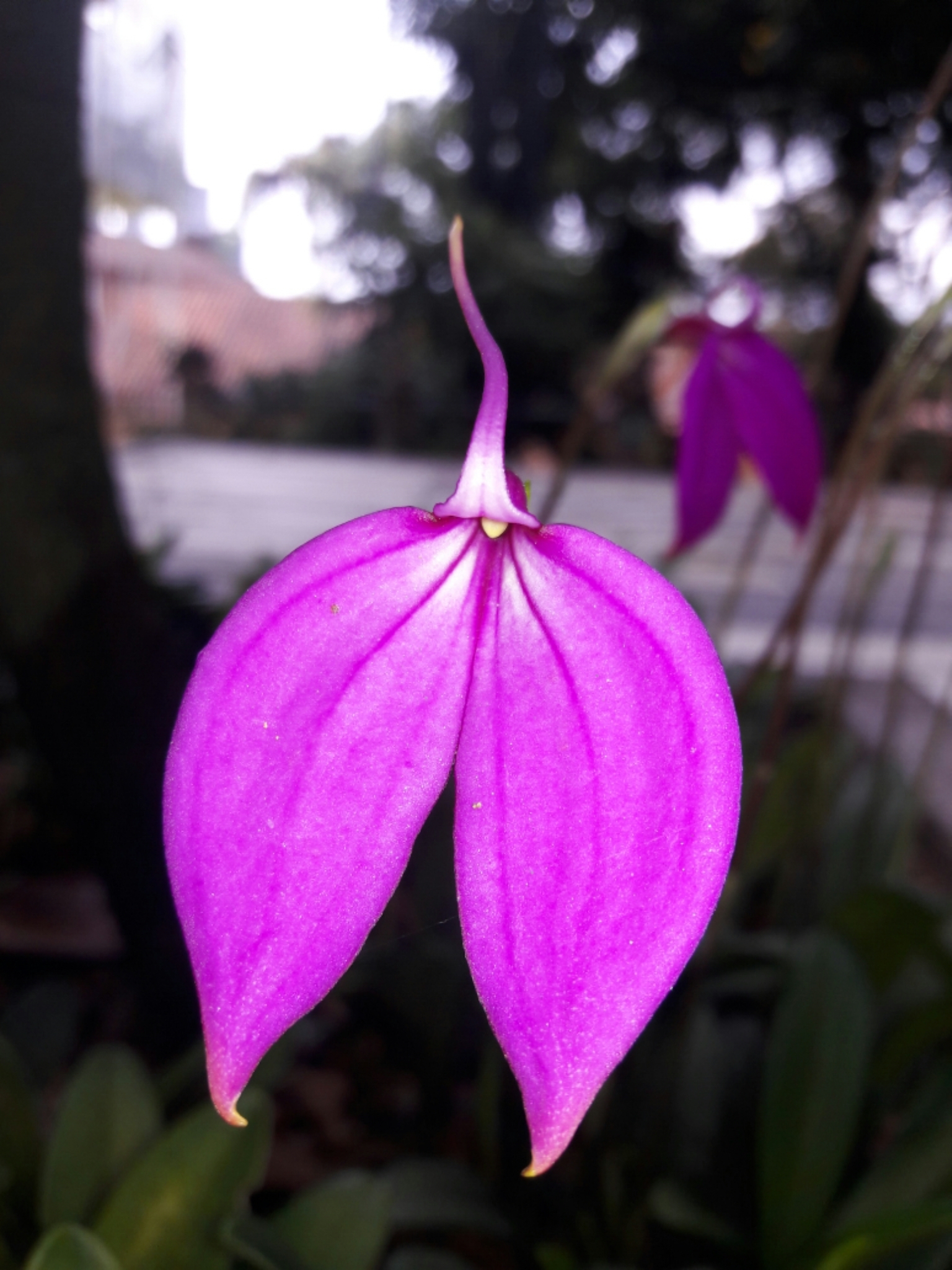 Masdevallia coccinea