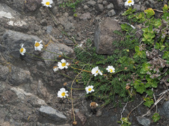 Anthemis cretica iberica