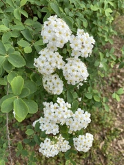 Spiraea prunifolia