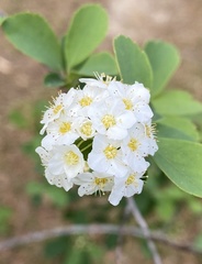 Spiraea prunifolia