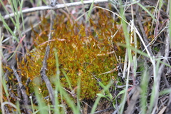 Ceratodon