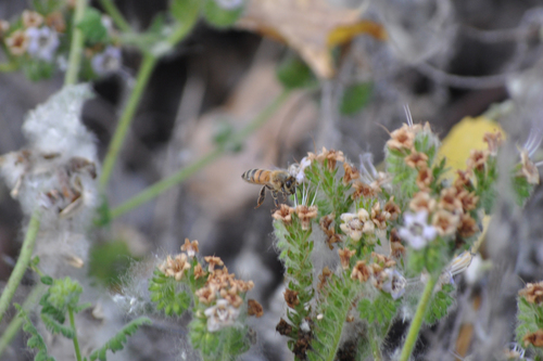 iNaturalist observation photo of Western Honey Bee