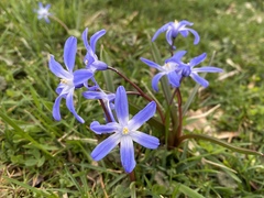 Scilla luciliae