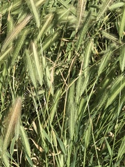Hordeum murinum
