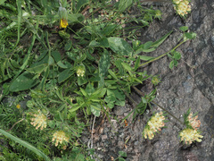 Anthyllis vulneraria boissieri