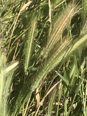 Hordeum murinum