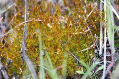 Ceratodon