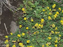 Medicago glomerata