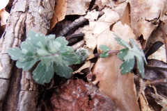 Hydrophyllum macrophyllum