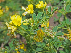 Medicago glomerata