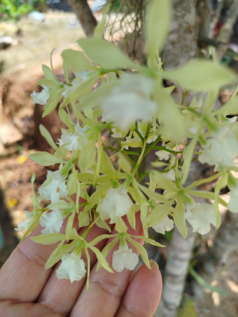 Encyclia profusa (Rolfe) Dressler & G.E.Pollard 2