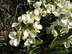 Erysimum concinnum