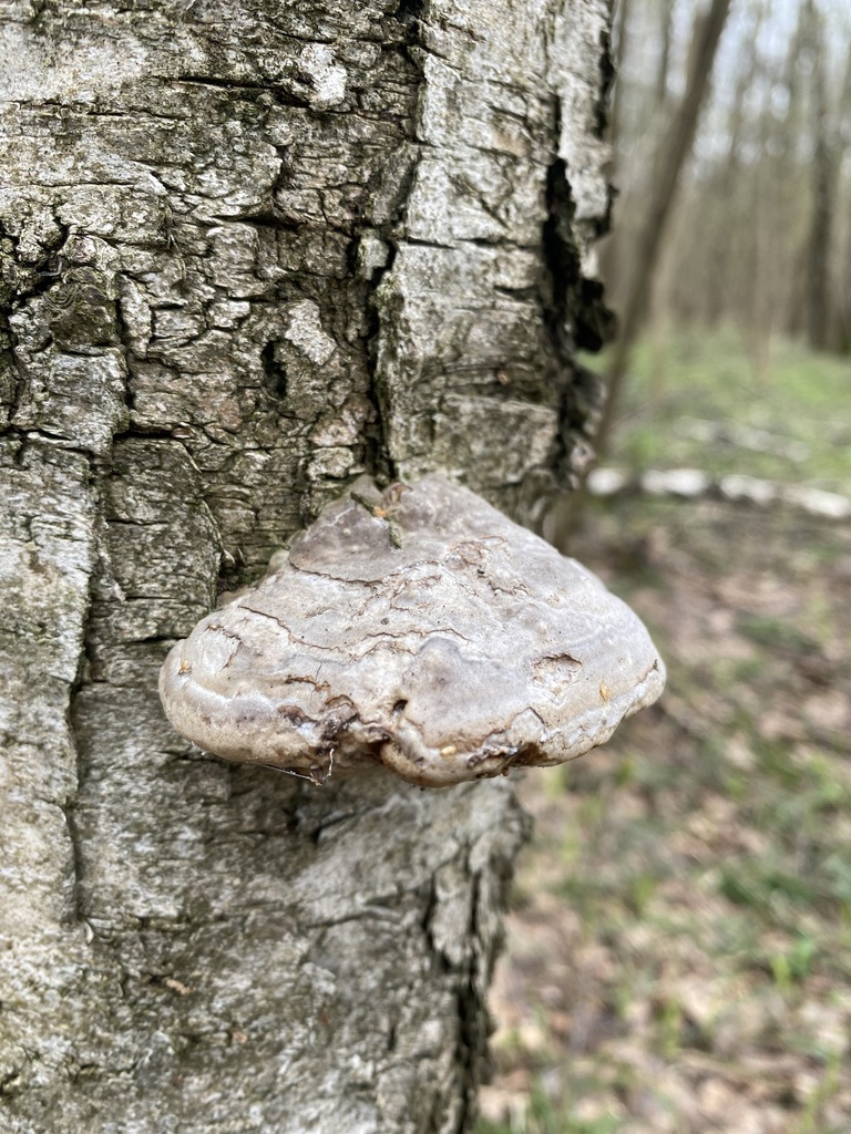 Fomes fomentarius · April 2026 · photo: © ilya_rudenko (iNaturalist, cc-by)
