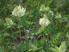 Trifolium canescens