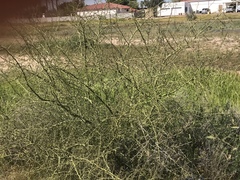 Parkinsonia microphylla
