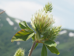 Trifolium canescens