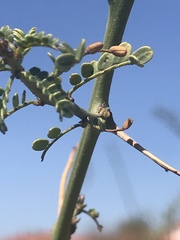 Parkinsonia microphylla