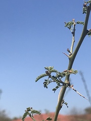 Parkinsonia microphylla