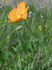 Papaver oreophilum