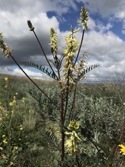 Astragalus trichopodus antisellii