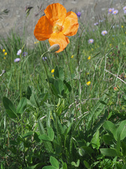 Papaver oreophilum