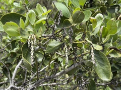 Garrya fremontii, photograph (c) Dee Shea Himes, some rights reserved (CC BY)