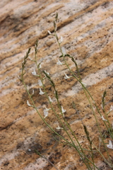 Astragalus remotus
