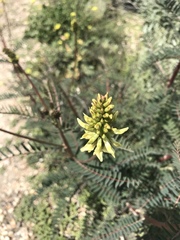 Astragalus trichopodus antisellii