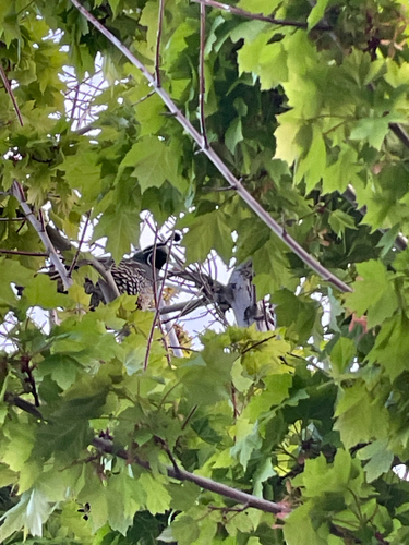 California Quail