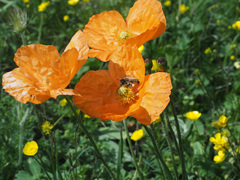 Papaver oreophilum