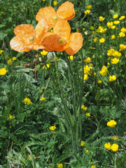 Papaver oreophilum