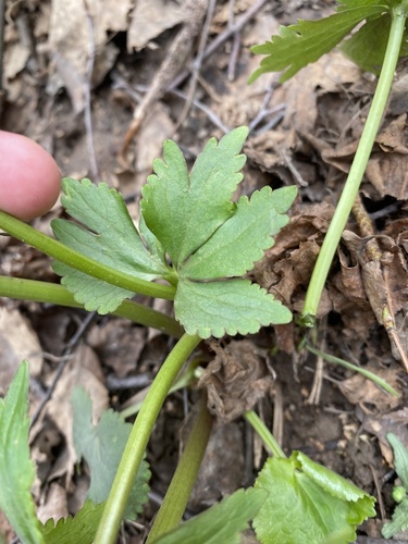 Ranunculus fallax, photograph 5