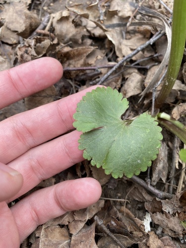 Ranunculus fallax, photograph 6