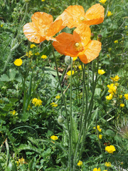 Papaver oreophilum