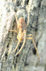 Tetragnatha striata