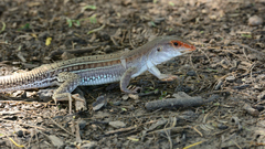 Ameiva bifrontata