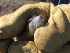 Dicrostonyx groenlandicus