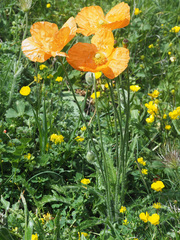 Papaver oreophilum