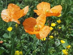 Papaver oreophilum