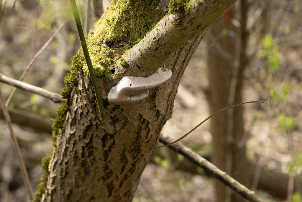 Phellinus igniarius · April 2026 · photo: © enricotomschke (iNaturalist, cc-by)