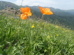 Papaver oreophilum