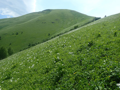 Anemonastrum fasciculatum