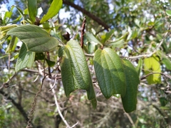 Passiflora bogotensis