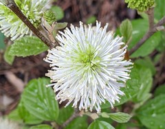 Fothergilla