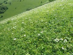 Anemonastrum fasciculatum