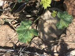 Malva parviflora