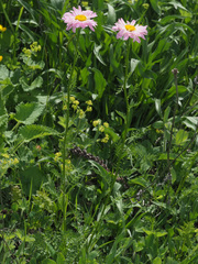 Tanacetum coccineum